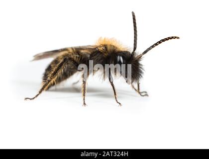 Männliche Gwynne's Mining Bee auf weißem Hintergrund Stockfoto