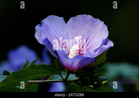 Rosengrube, Hibiscus syriacus in einem Park in köln an einem sonnigen Sommertag Stockfoto