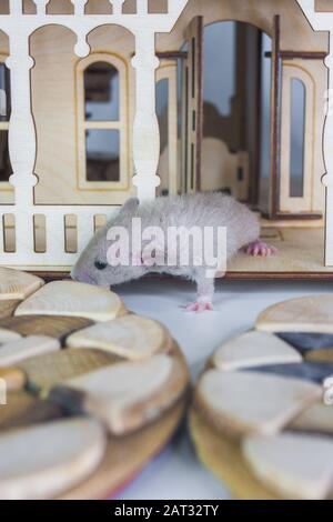 Kleine Ratten in einem Holzhaus, Symbol für das Jahr 2020 der Ratte Stockfoto