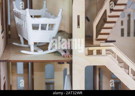 Kleine Ratten in einem Holzhaus, Symbol für das Jahr 2020 der Ratte Stockfoto