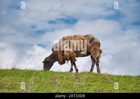 Ein Schaf, das auf einem Hügel frisches Gras grast Stockfoto