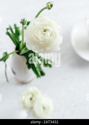 Weiße Ranunculus-Blüte blüht von oben auf einem weißen Tisch Stockfoto