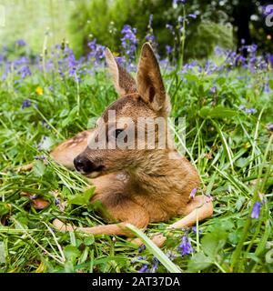 ROE Deer, Capreolus Capreolus, Foan legt auf Blumen, Normandie Stockfoto