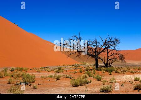 Dune 45, Sossulsvlei Dunes in der Wüste Namib, Namib Naukluft Park in Namibia Stockfoto