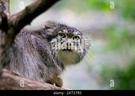 Manul oder Pallas's Cat, Otocolobus manul, Erwachsene stehen auf Der Filiale Stockfoto