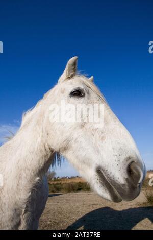 Camargue Horse, Porträt von Adult, Saintes Marie De La Mer in der Camargue, im Süden Frankreichs Stockfoto