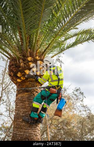 Arborist oder Baumchirurg, beschneiden eine Palme. Stockfoto