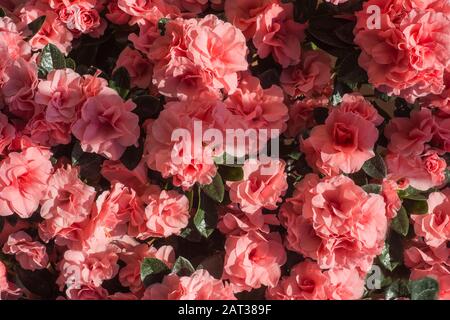Azalea japonica Blumen ( Rhodendron ) Pink Blumen Hintergrund Stockfoto