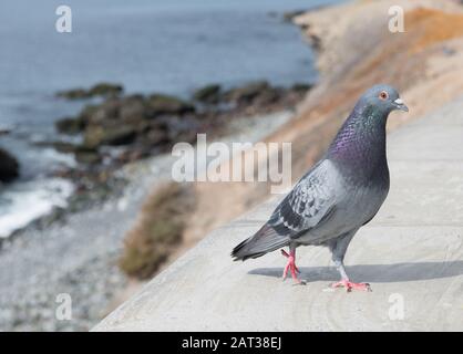 Männliche FelsenTaube (columba-livia) oder Feraltaube. Stockfoto