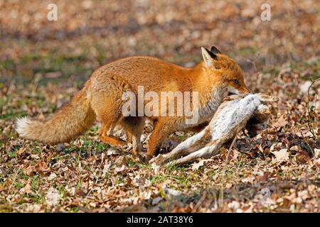 Rotfuchs, Vulpes Vulpes, Männchen mit einem Kill, Wildkaninchen, Normandie Stockfoto