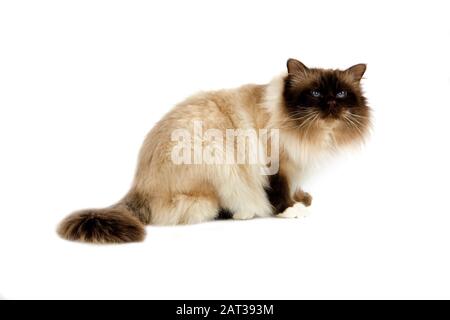 Schokolade Birmanese Hauskatze, Erwachsenen sitzen vor weißem Hintergrund Stockfoto