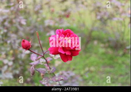 Eine rote Rose ist ein unverwechselbarer Ausdruck der Liebe. Rote Rosen vermitteln tiefe Emotionen - sei es Liebe, Sehnsucht oder Wunsch. Stockfoto