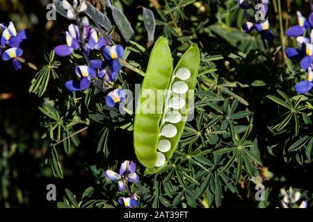 Blühende Erbsen, Pisum Sativum, Feld in der Nähe von Manu Nationalpark in Peru Stockfoto