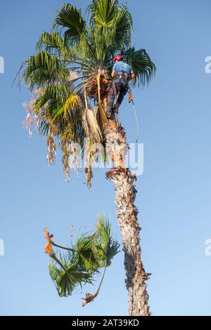 Arborist oder Baumchirurg, beschneiden eine Palme. Stockfoto