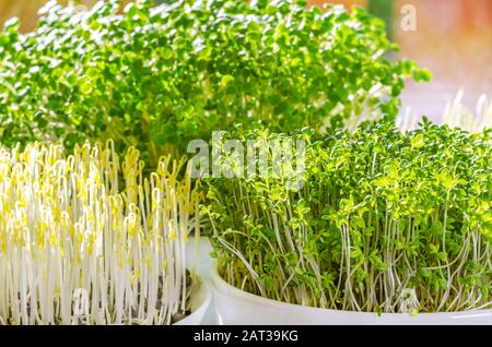 Drei verschiedene Mikrogreens im Sonnenlicht. Sprösslinge aus grünen Linsen, Gartenkresse und Arugula. Vorderansicht von grünen Sämlingen, jungen Pflanzen. Stockfoto