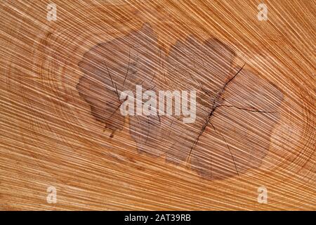 Natürliche abstrakte Textur im Kern eines Baumstamms Stockfoto