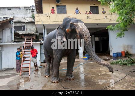 Ein zeremonieller Elefant steht innerhalb des Kataragama-Tempels, nachdem er von Mahouten in Kandy in Sri Lanka gewaschen und geschrubbt wurde. Stockfoto