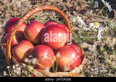 Reife saftige rote Äpfel liegen vor einem Hintergrund der Natur in einem Korbkorb auf grünem Gras. Vitamine und eine gesunde Ernährung. Vegetarisches Konzept. Nahaufnahme. Stockfoto