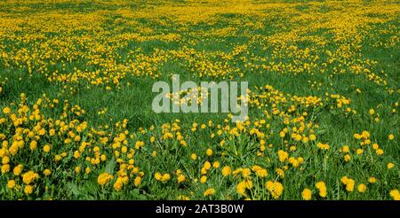 Üppig blühende Dandelionen auf einer Wiese Stockfoto