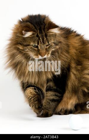 Angora Domestic Cat, Männerspiel mit Golf's Ball vor weißem Hintergrund Stockfoto