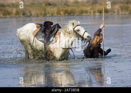 Camargue Horse in Swamp, Saintes Marie de la Mer in Südfrankreich, Frau, Die Von einem Pferd Fällt Stockfoto