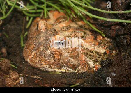 Cranwell's Horned Frog (Ceratophrys cranwelli) alias Chacoan Horned Frog Stockfoto