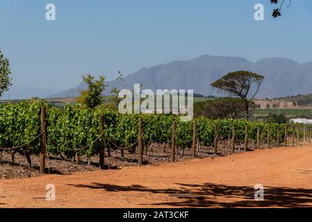 Faure, Stellenbosch, Westkappo, Südafrika. Dezember 2019. Niederweingut Vergenoegd mit Hintergrund des Simonsbergs. Stockfoto