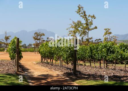 Faure, Stellenbosch, Westkappo, Südafrika. Dezember 2019. Niederweingut Vergenoegd mit Hintergrund des Simonsbergs. Stockfoto