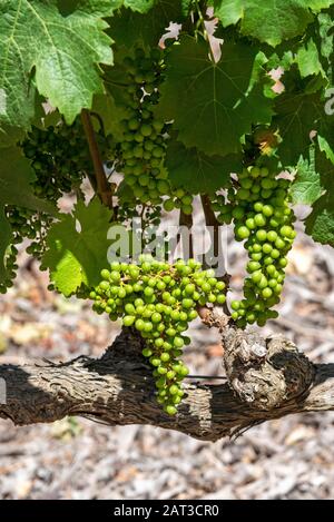 Faure, Stellenbosch, Westkappo, Südafrika. Dezember 2019. Das Weingut Vergenoegd. Frühsommer und kleine Sauvignon-Trauben wachsen an einer alten Rebe Stockfoto