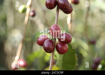 Nahaufnahme von grünen und roten Kastanienbeeren mit grünen Blätter in einem Garten Stockfoto