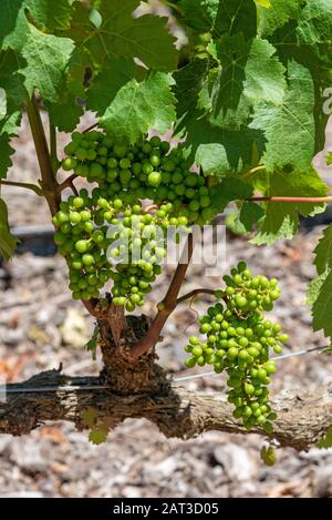 Faure, Stellenbosch, Westkappo, Südafrika. Dezember 2019. Das Weingut Vergenoegd. Frühsommer und kleine Sauvignon-Trauben wachsen an einer alten Rebe Stockfoto