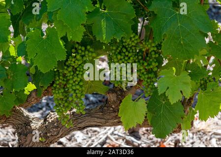 Faure, Stellenbosch, Westkappo, Südafrika. Dezember 2019. Das Weingut Vergenoegd. Frühsommer und kleine Sauvignon-Trauben wachsen an einer alten Rebe Stockfoto