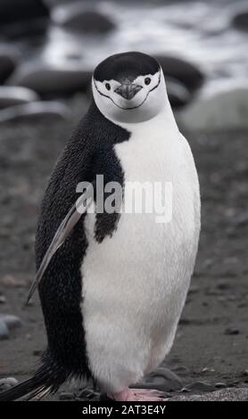 Nahaufnahme eines Kinnbinguins an einem Strand auf den Süd-Shetland-Inseln in der Antarktis Stockfoto