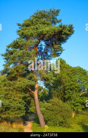 Berlin, Berlin/Deutschland - 2018/07/31: Panoramablick auf das Berlin Dahlem Botanischer Garten und Museum - Botanischer Garten - mit einer Kiefer Stockfoto