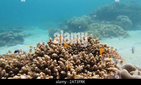 Unterwasser Fisch Reef Marine. Tropischen bunten Unterwasser Meereslandschaft mit Korallenriff. Leyte, Philippinen. Stockfoto