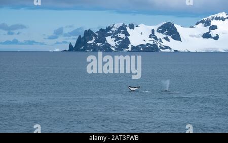 Eine Schote von Buckelwalen, die an den Ufern von Greenwich Island, South Shetand Islands, Antarktika füttern Stockfoto