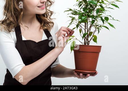 Schließen Sie eine dekorative grüne Pflanze im Topf ab. Frau, die mit Vorsicht eine Blume hält Stockfoto