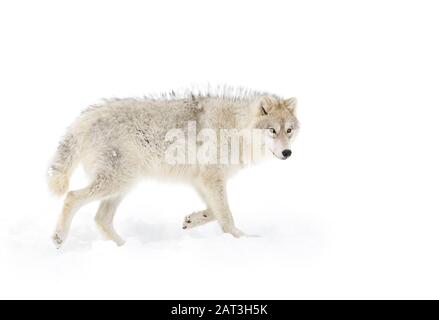 Arctic Wolf auf weißem Hintergrund wandern im Winter Schnee in Kanada isoliert Stockfoto