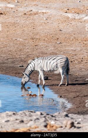 Ein burchell Plains zebra - Equus quagga burchelli - trinken aus einem Wasserloch im Etosha National Park, Namibia. Stockfoto