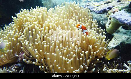 Clownfische und Seeanemonen, natürliche Symbiose. Coral Reef mit den Fischen. Tropische Unterwasserwelt meer Fische. Stockfoto
