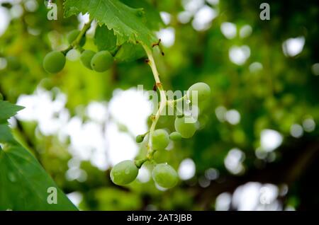 Junge grüne Trauben nach Regen, mit Regentropfen, Nahaufnahme, flacher Freiheitsgrad Stockfoto