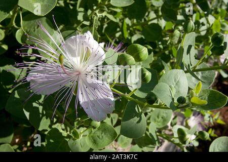 Wilde Kapern, die in der mediterranen Steinwand wachsen und blütenende violette weiße Blumen haben Stockfoto