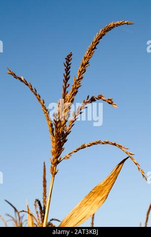 Detail des Maisfeldes an klarem Tag, Maisbaum mit blauem klaren Himmel als Hintergrund, Feld mit reifen Maisähren von Mais Stockfoto