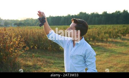 Mann testen Reifung der Trauben. Seitenansicht des jungen Mann im Hemd holding Weintraube und die Erforschung ihrer Qualität in der Natur Stockfoto