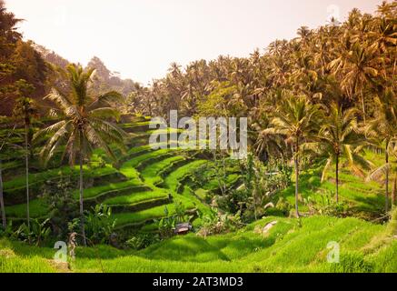 Indonesien, Bali, Tegalang Rice Terraces in der Nähe von Ubud Stockfoto