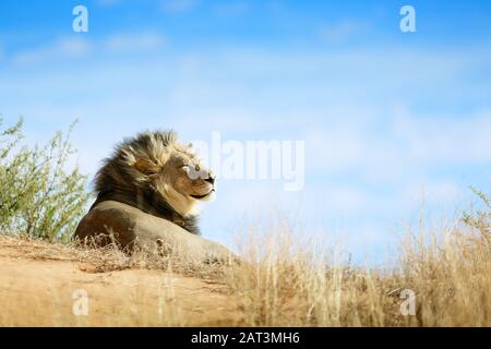 Lion, Panthera leo, schwarzes männliches Porträt entspannend und Sonnenbaden auf einer Sanddüne in der Wüste Kgalagadi. Stockfoto