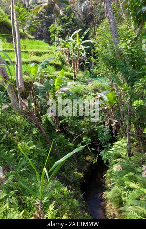 Indonesien, Bali, Tegalang Rice Terraces in der Nähe von Ubud mit Brücke und Wasserwirtschaftskanal Stockfoto