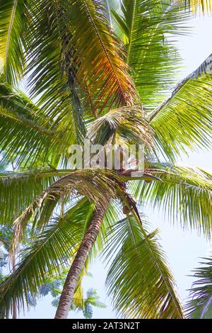Indonesien, Bali, Tegalang Rice Terraces, Kokosnusspalme (Detail) Stockfoto