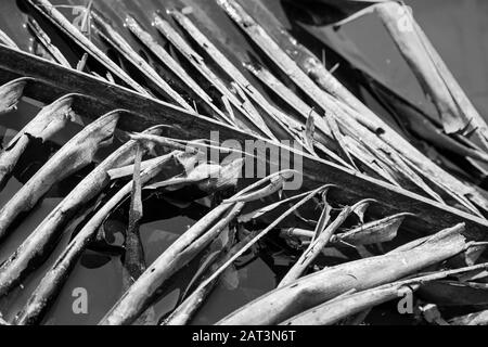 Indonesien, Bali, Tegalang Rice Terraces, Gestürzte Coconut Palmblatt im Wasser (Detail) Stockfoto