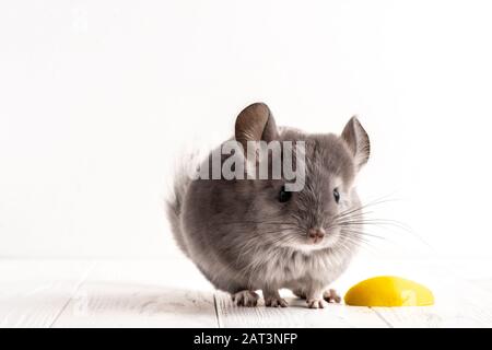 Schließen Sie eine graue Maus auf dem weißen Hintergrund neben einem Stück apfel. - Bild Stockfoto